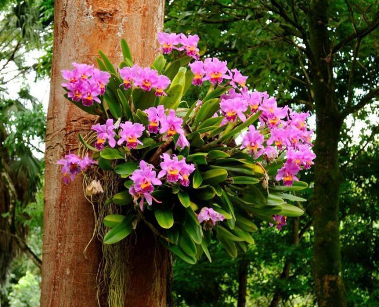 Como cuidar de orquídeas