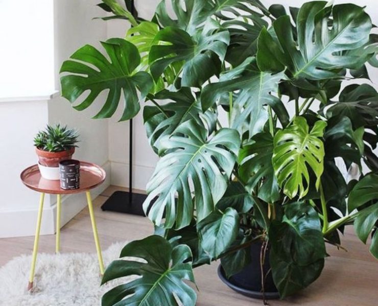 6 Plantas purificadoras do ar que não podem faltar em sua casa